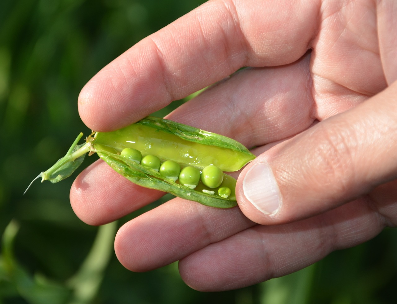 Best Tips for Growing Peas in Your Garden